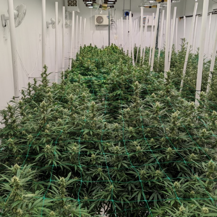 Large Indoor Marijuana Commercial Growing Operation