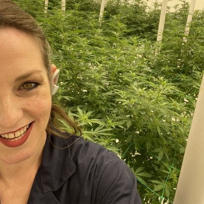 Racks of cannabis plants in a grow room