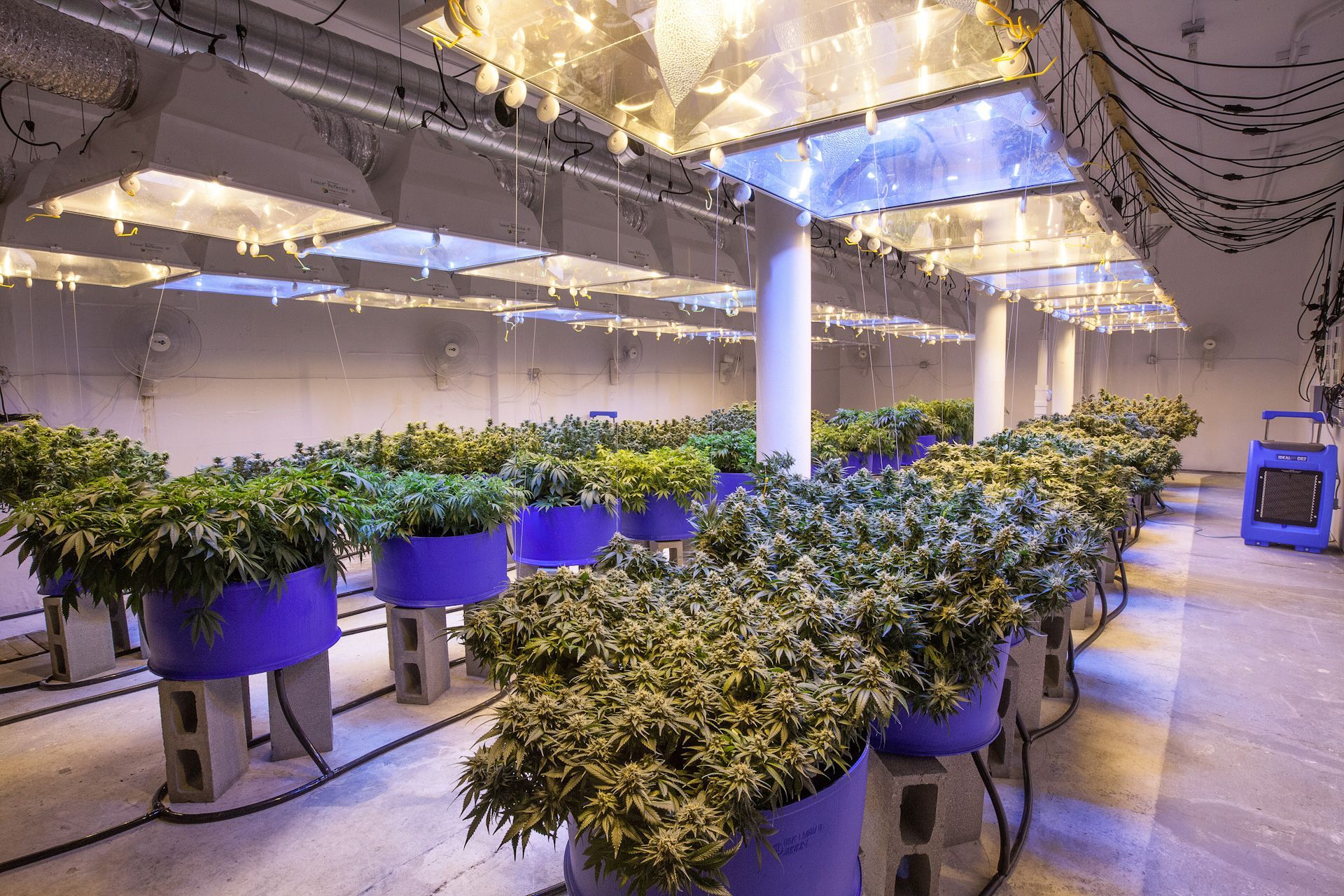 Room for commercial Cannabis Grow
