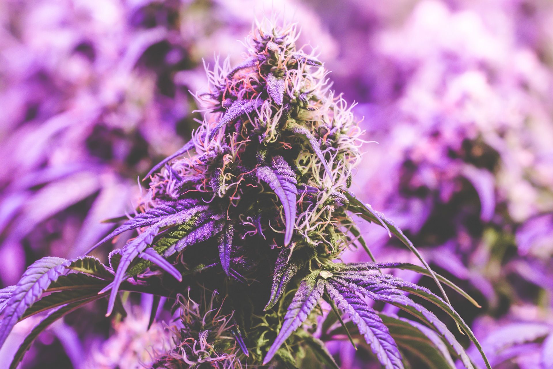 Up close shot of a large beautiful maturing purple legal medical marijuana cannabis bud