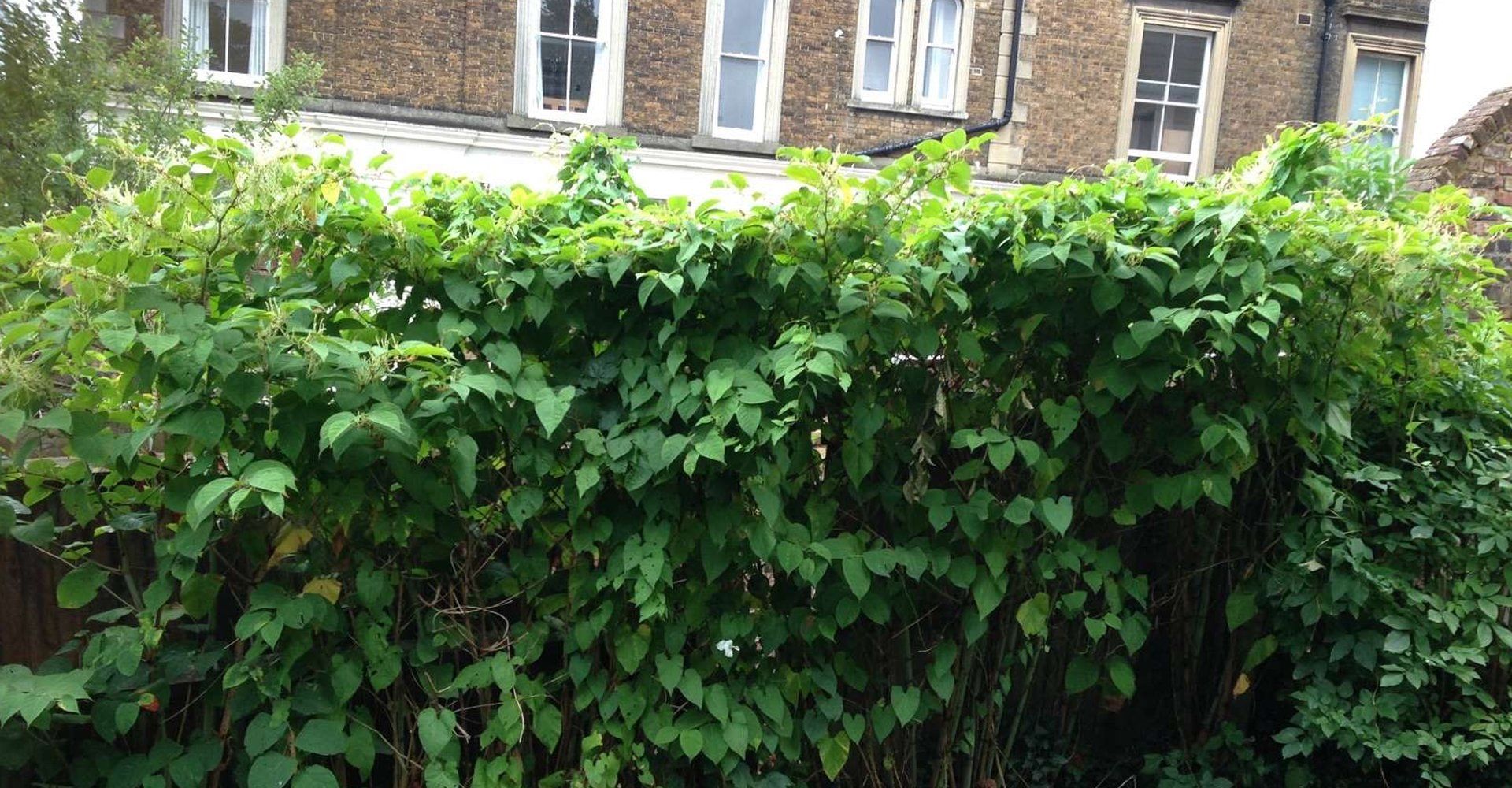 Buying or Selling a Property with Japanese Knotweed