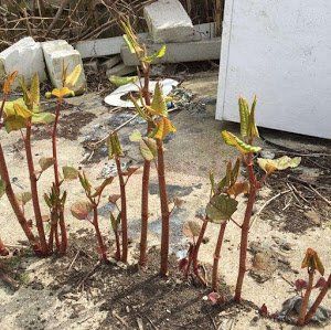 Japanese Knotweed