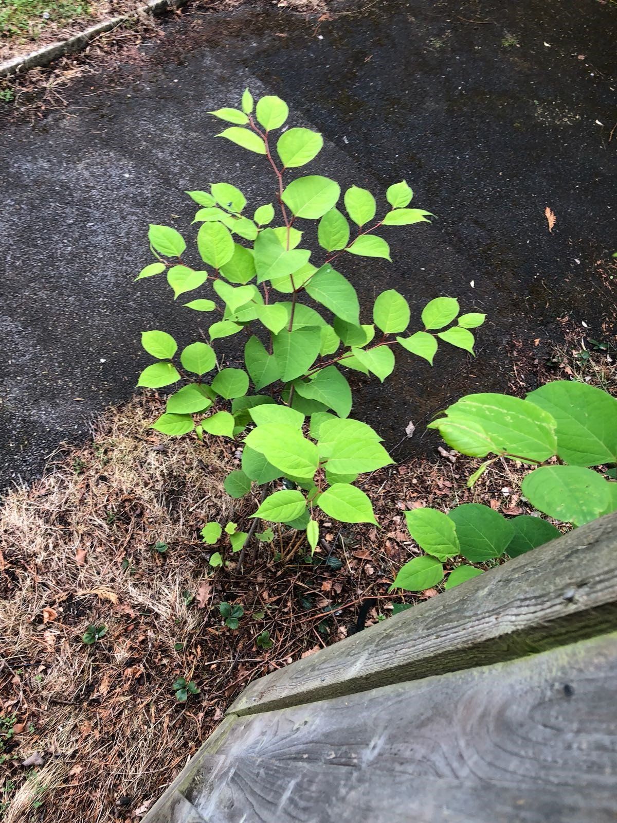 How To Identify Japanese Knotweed