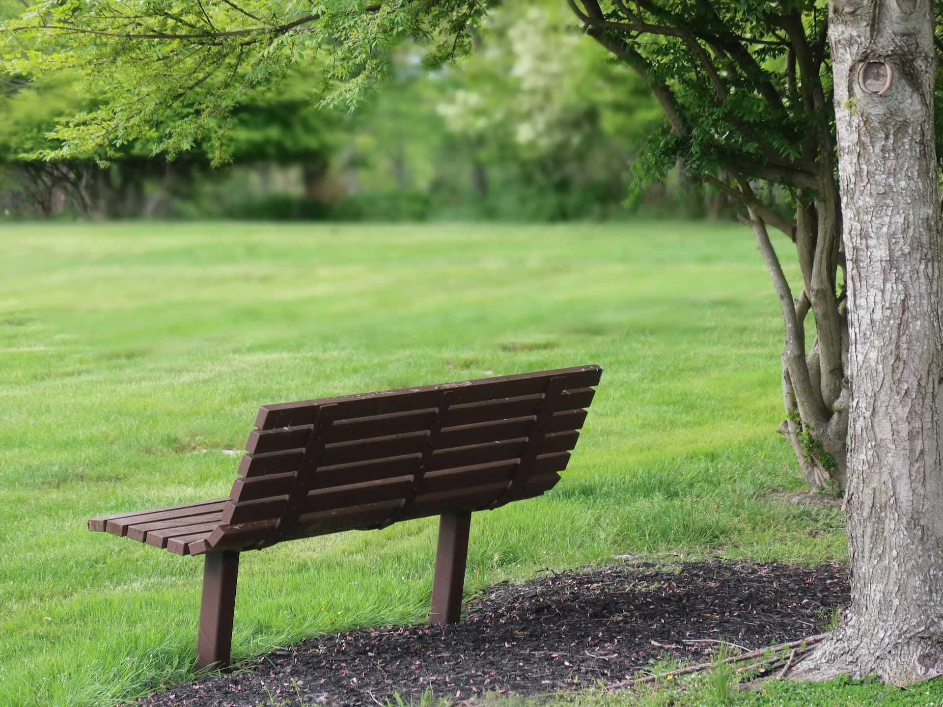 A wooden bench is sitting under a tree in a park.