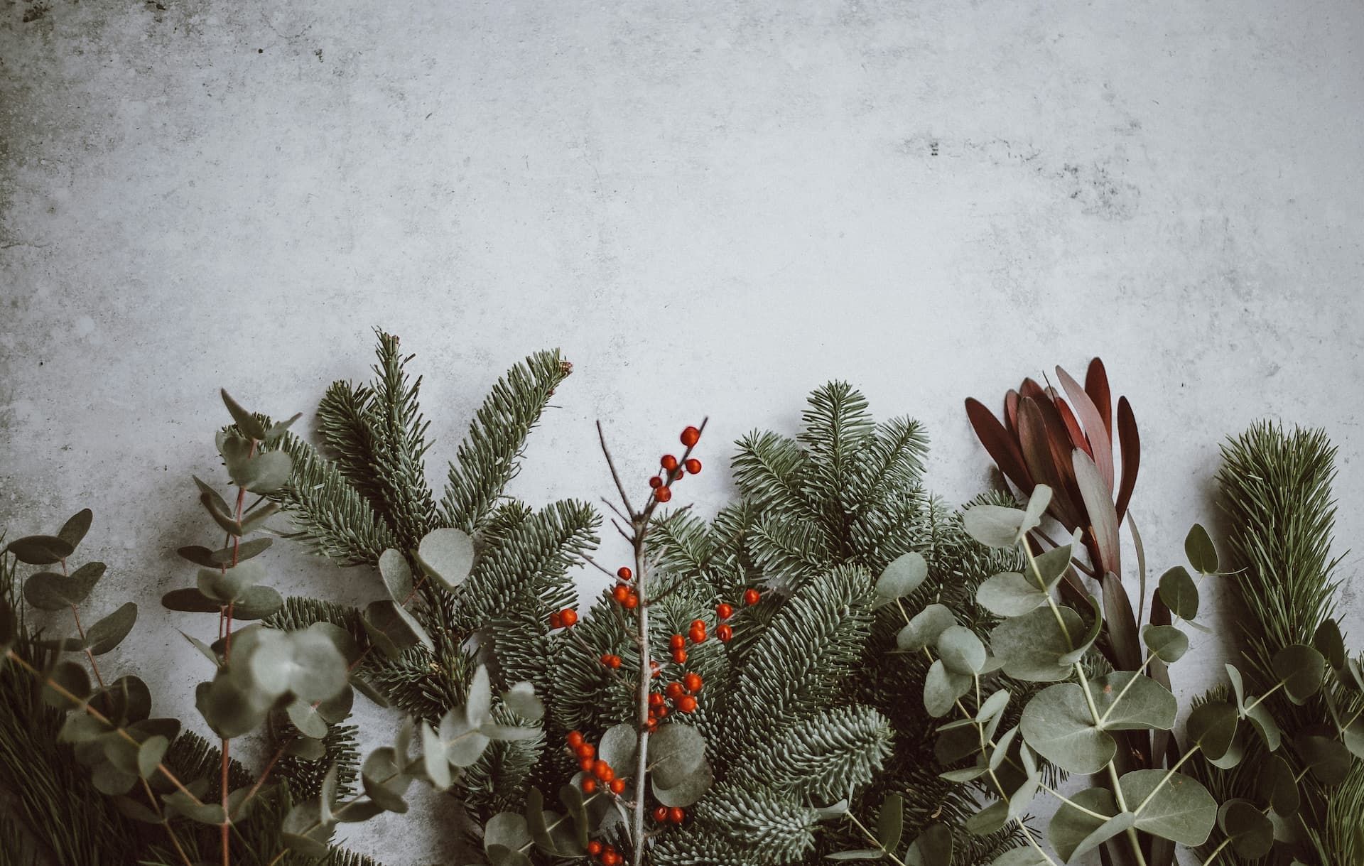 There are many different types of plants on the table.