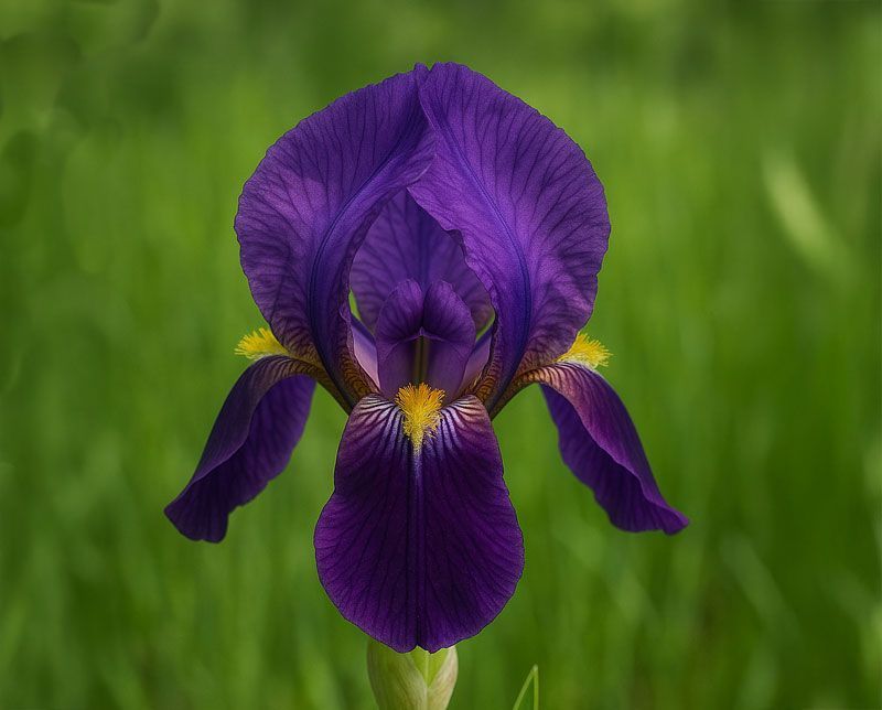 Stela Stipanich-Lalovich