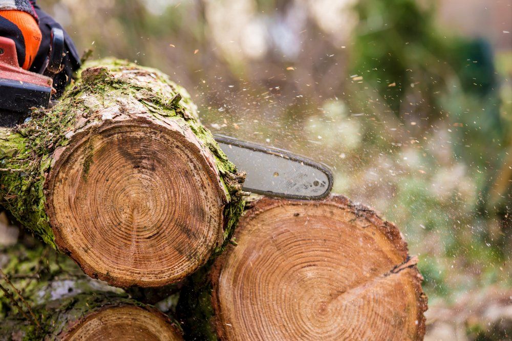 Cutting Tree Logs