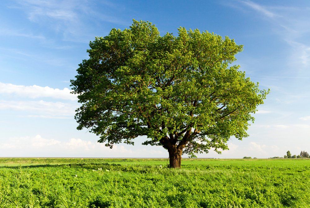 Big Tree