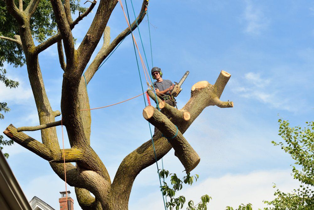 Man Cutting Tree Branches