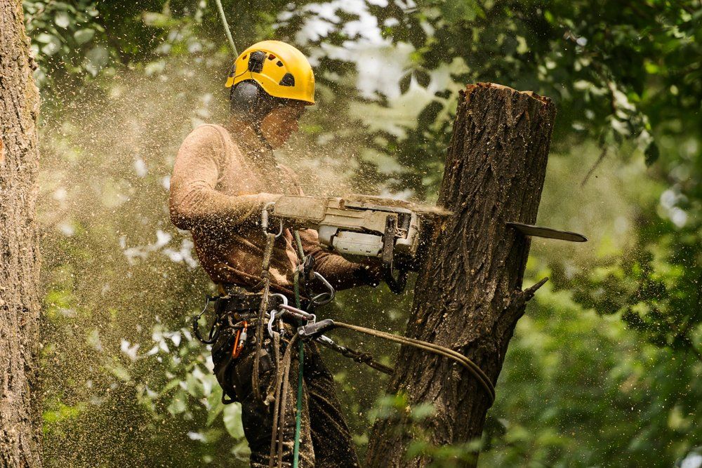 Man Cutting a Tree