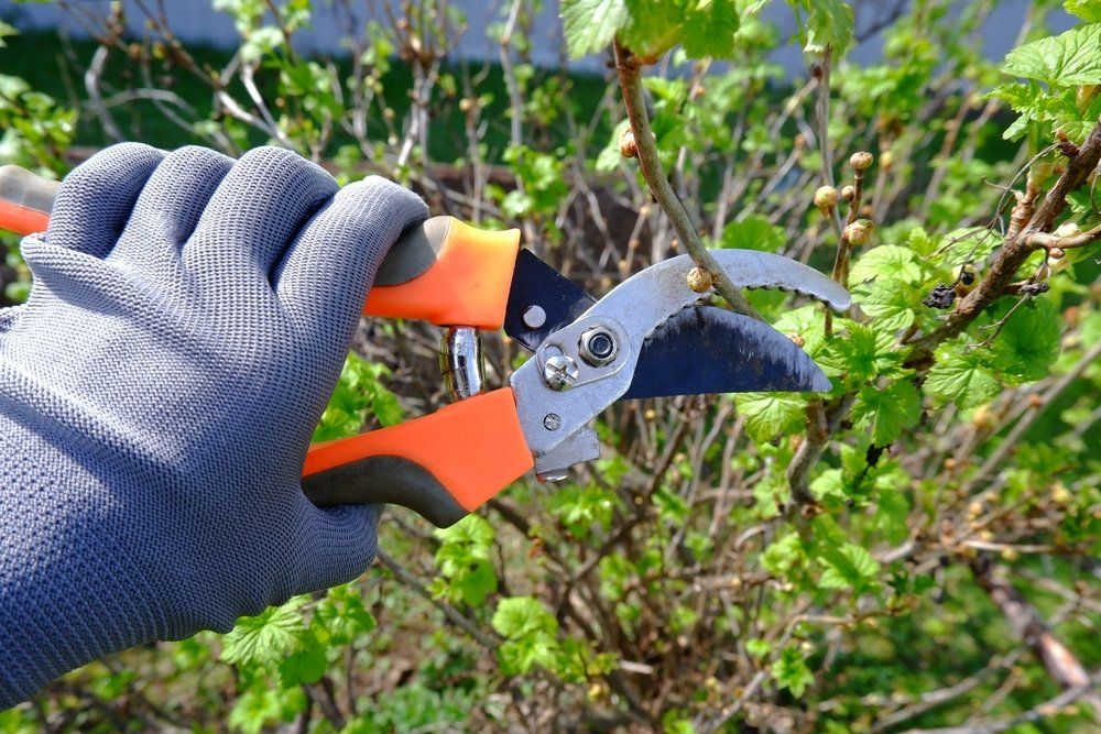 Pruning