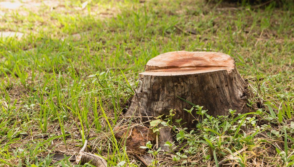 Stump on Green Grass