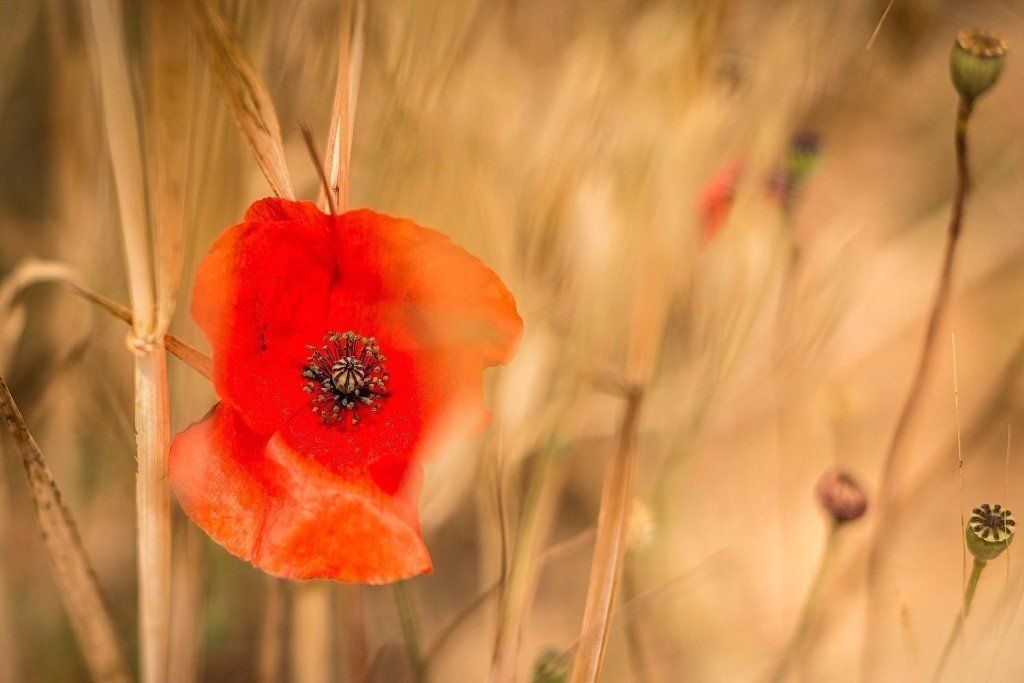 Lisa Knakal, MFT | Malibu, Calabasas Therapist Specializing in Individual, Couples Therapy | Infertility Therapist