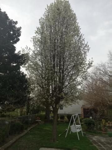 A tree with white flowers is in a yard with a swing.