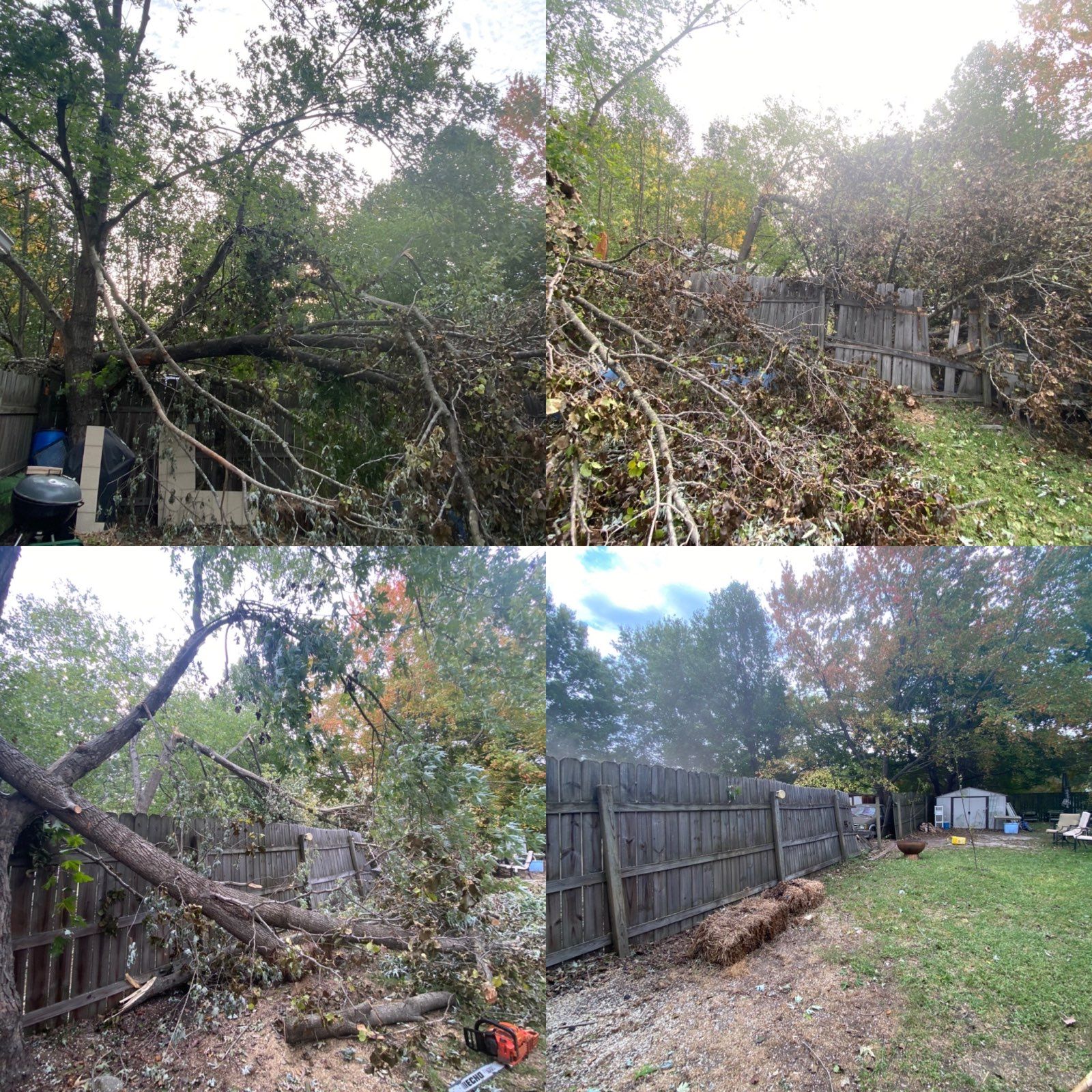 A collage of four pictures of a fallen tree in a backyard.