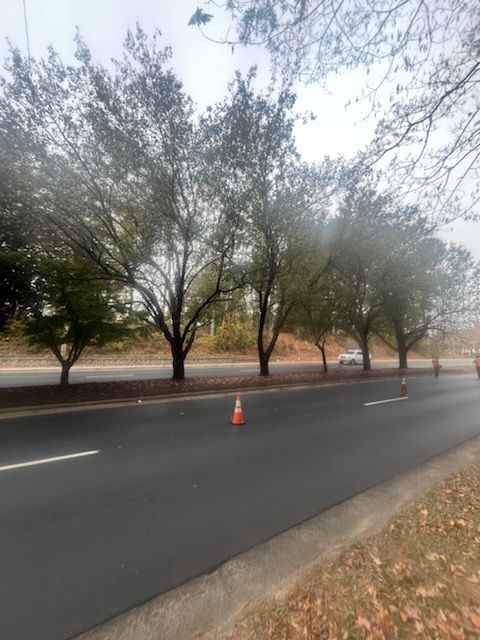 A row of trees along the side of a road.