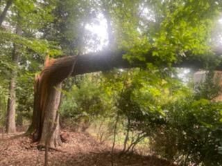 A tree with a broken branch in the middle of a forest.