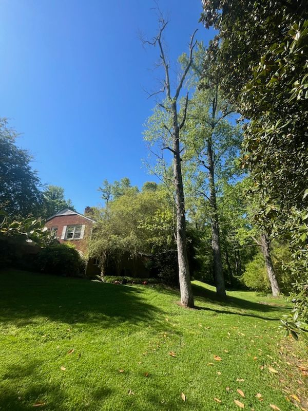 A lush green field with trees and a house in the background.