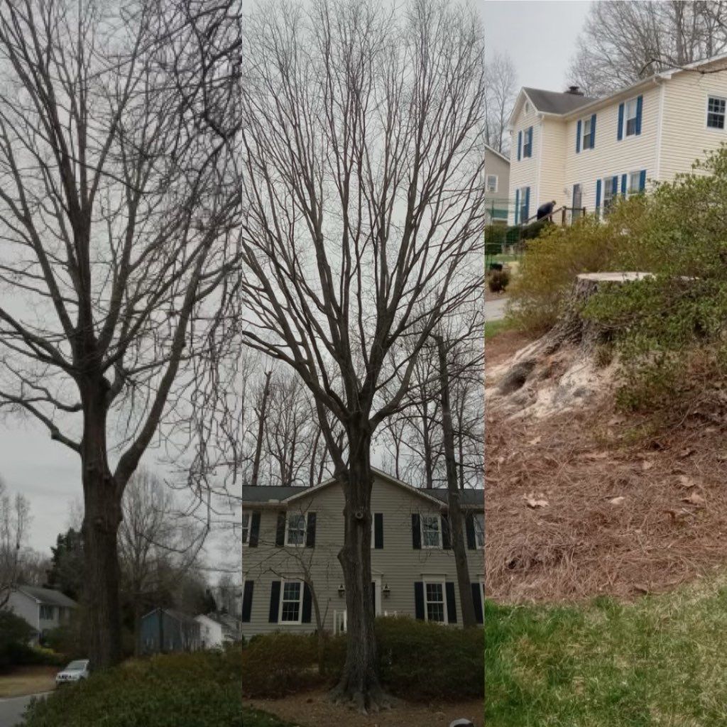 A before and after picture of a tree in front of a house