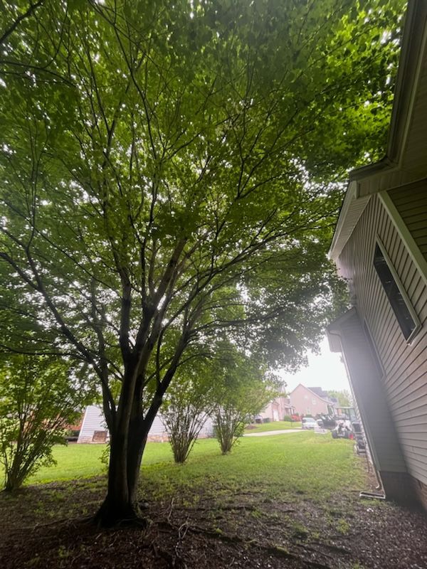 A tree in the backyard of a house with lots of leaves.