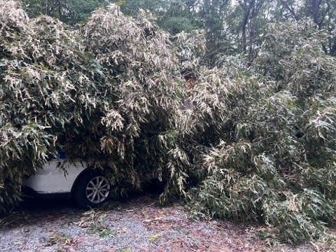 A car is stuck in a pile of branches and leaves.