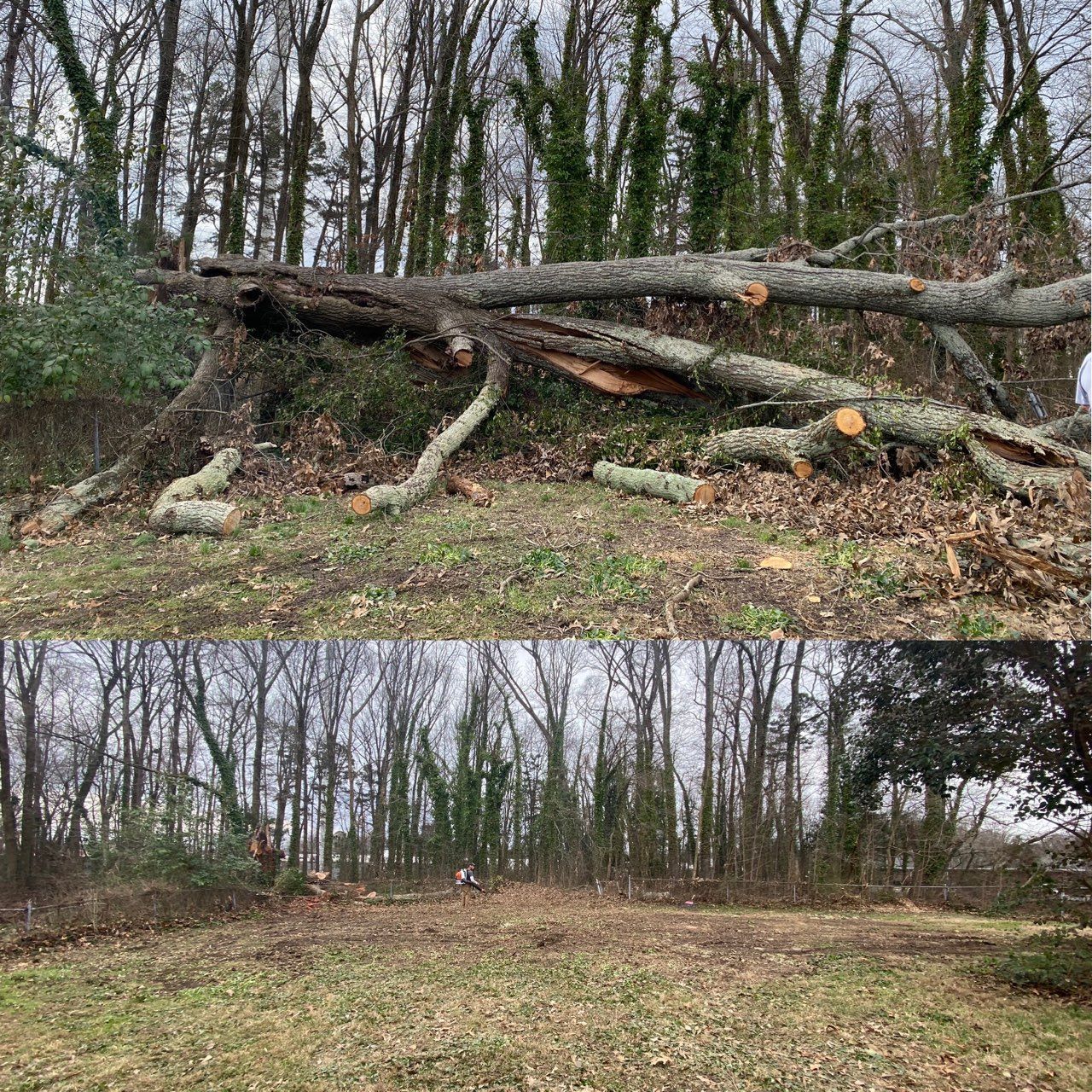 A before and after picture of a fallen tree in the woods.