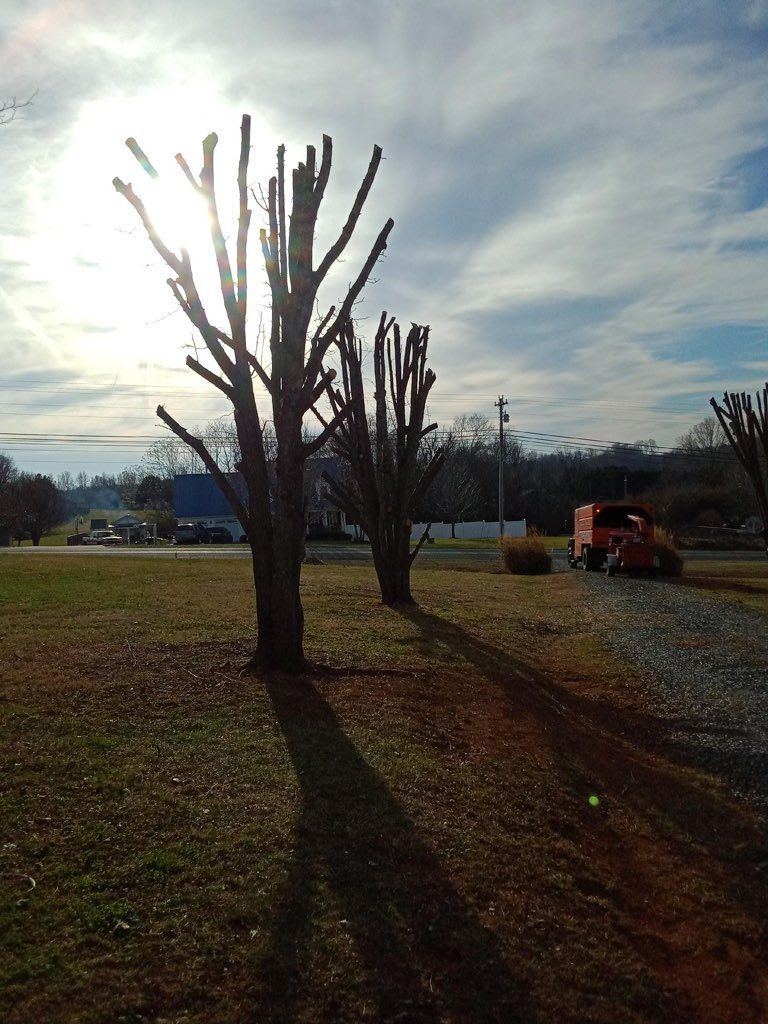 A row of trees in a field with the sun shining through them