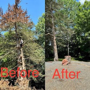 A before and after picture of a tree being cut down.