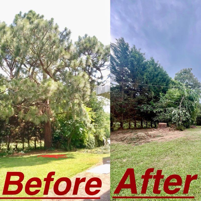 A before and after picture of a tree being cut down.