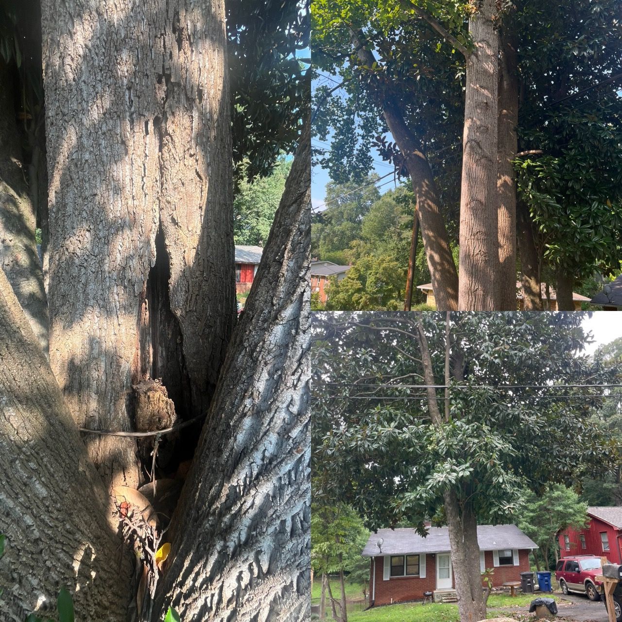 A tree with a hole in it and a house in the background