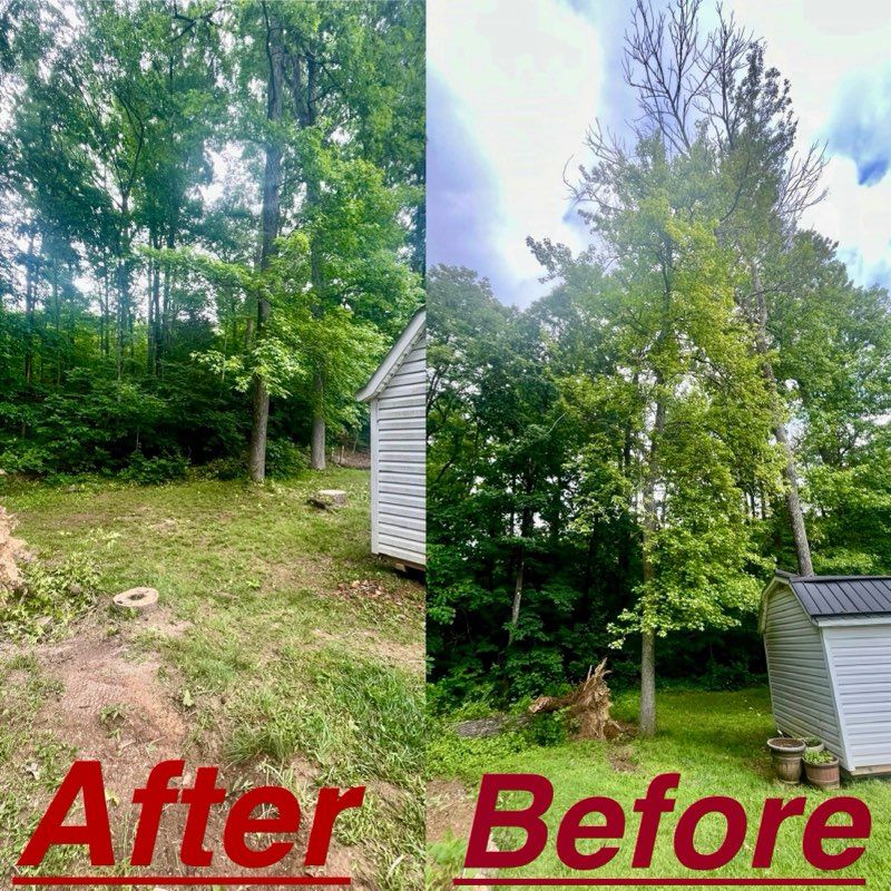 A before and after picture of a yard with trees and a shed.