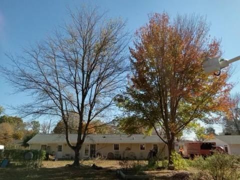 A house with a lot of trees in front of it