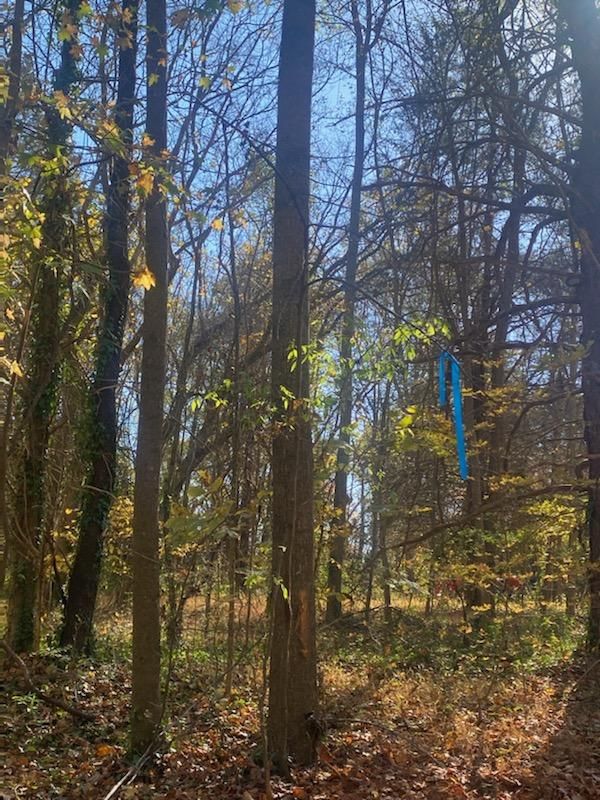 A blue ribbon is hanging from a tree in the middle of a forest.