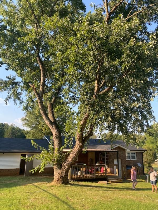 A house with a large tree in front of it
