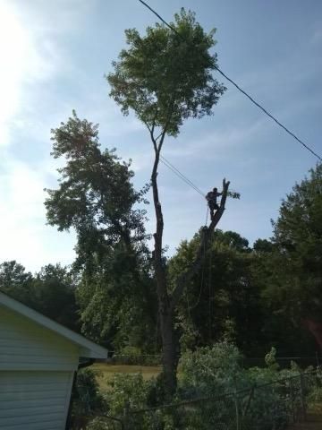 A man is climbing a tree next to a house.