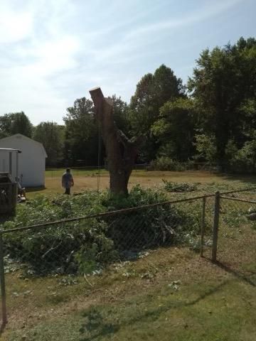 A man is standing next to a large tree stump in a yard.