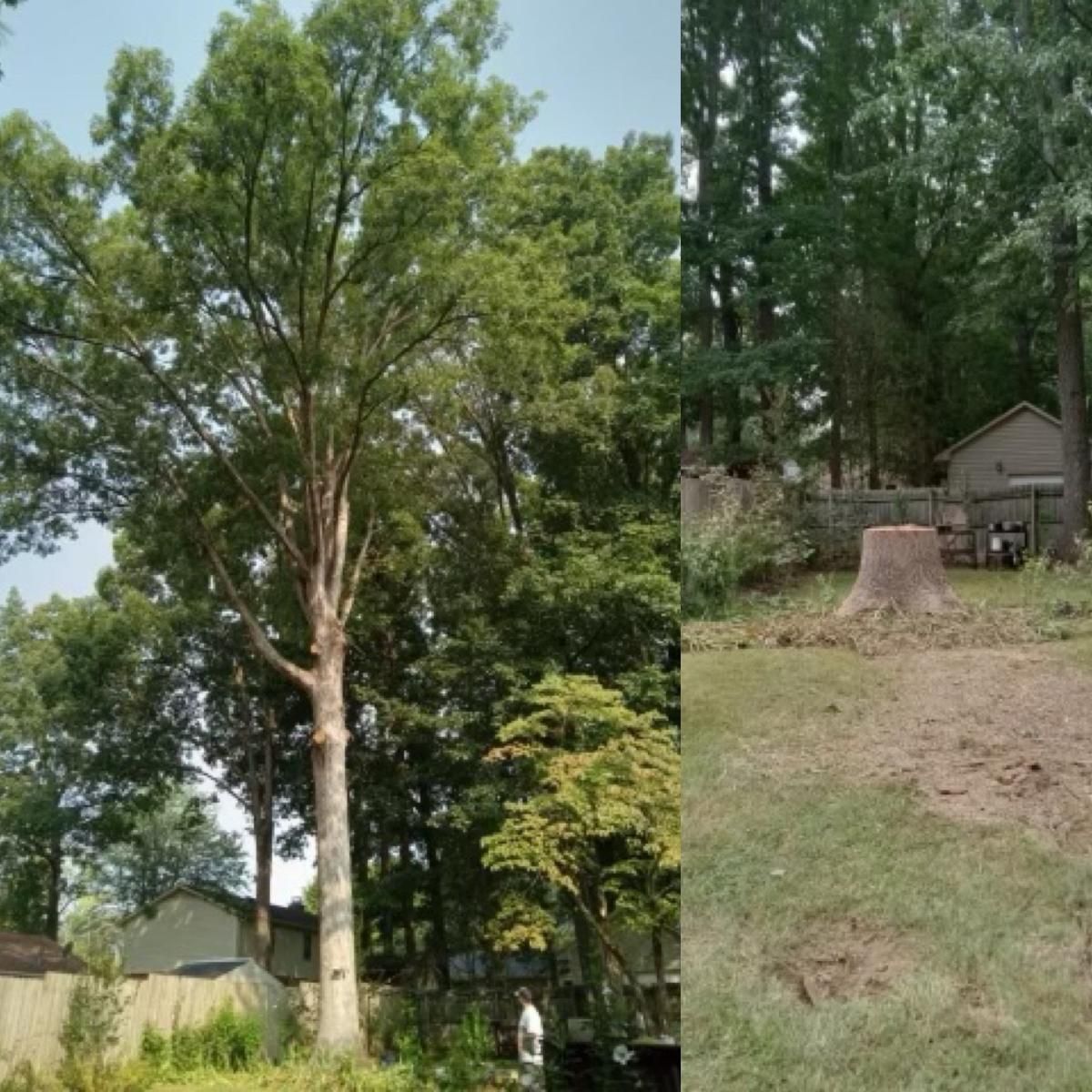 A picture of a tree and a picture of a tree stump.