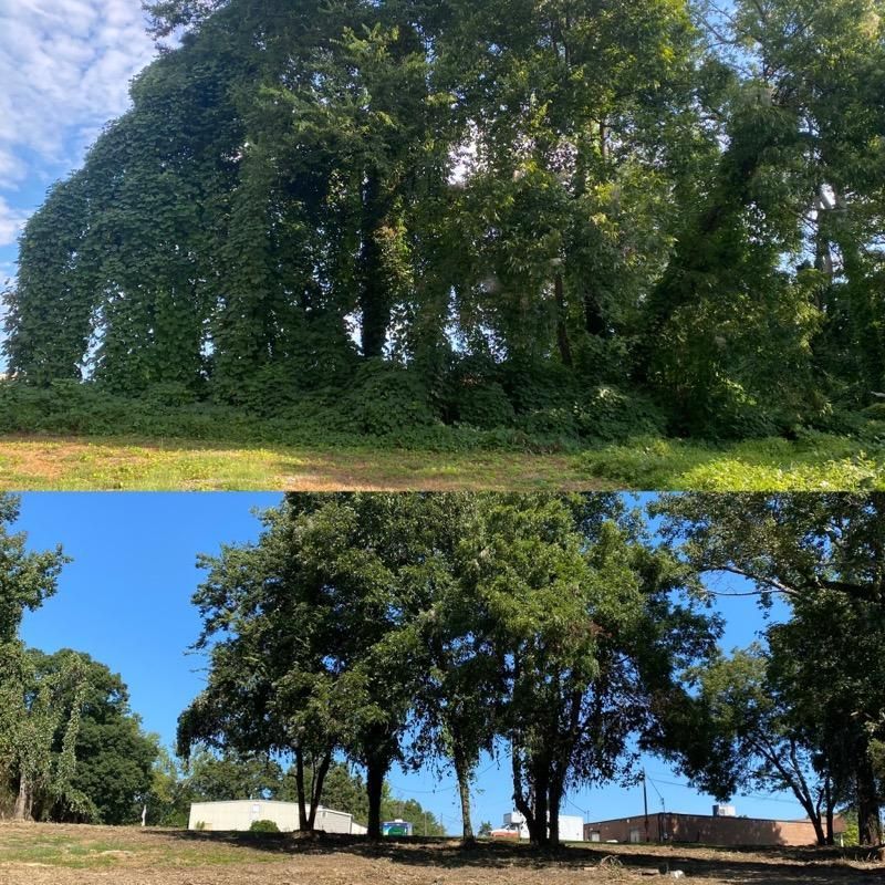 A before and after picture of trees in a field.