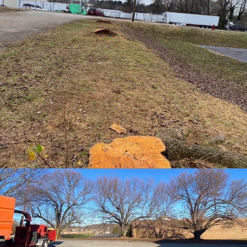 A picture of a tree stump and a picture of trees without leaves