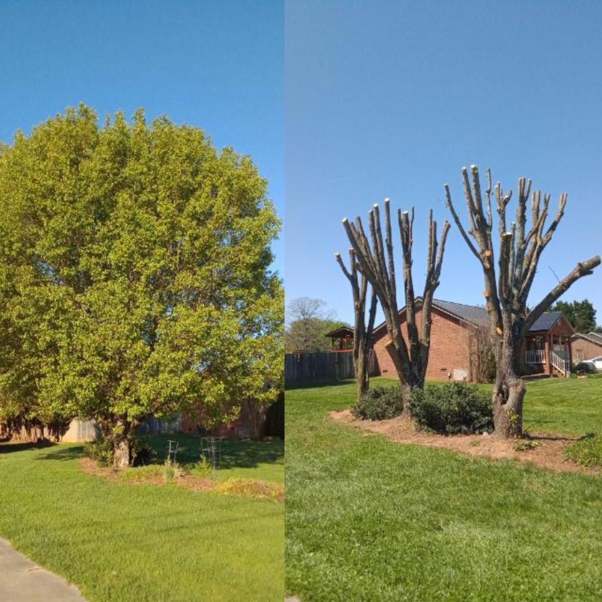 A before and after picture of a tree being cut down