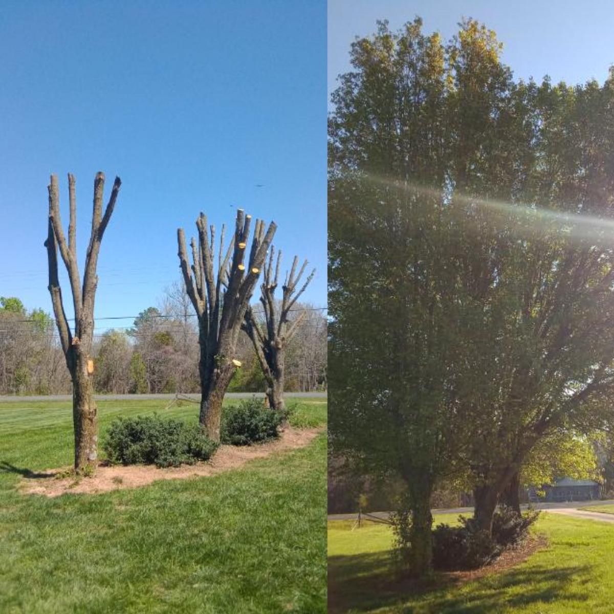 A before and after picture of a tree in a park.