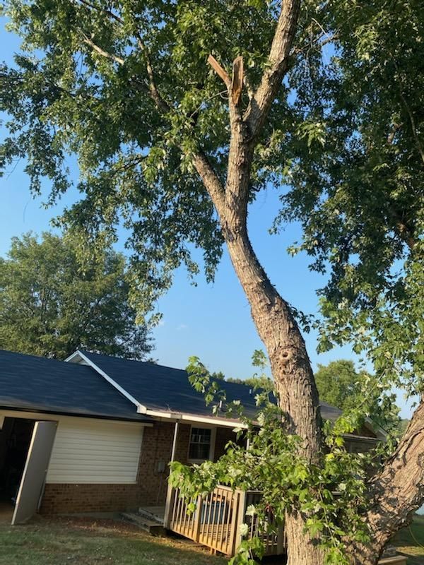 A house with a large tree in front of it