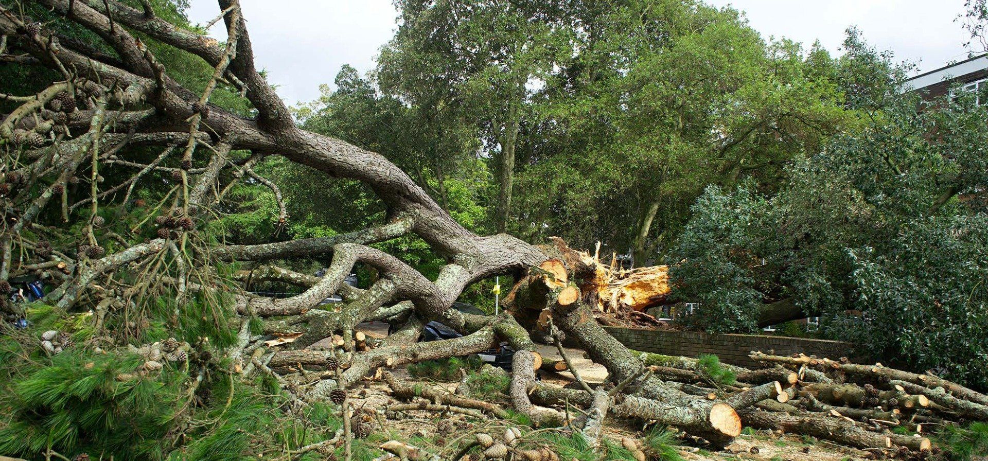 A large tree has fallen in the middle of a forest.