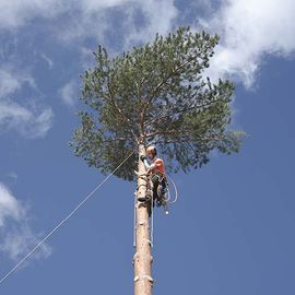 A man is climbing up a tree with a chainsaw.