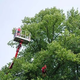 A man in a bucket is cutting a tree.