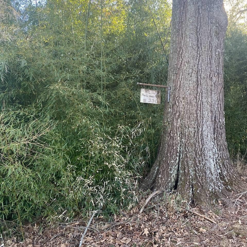 A large tree in the middle of a forest with a sign hanging from it.