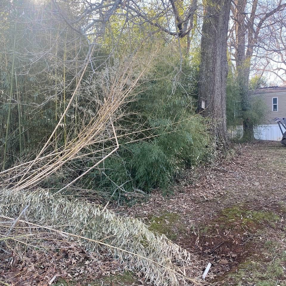 A pile of branches and leaves in a yard next to a tree.