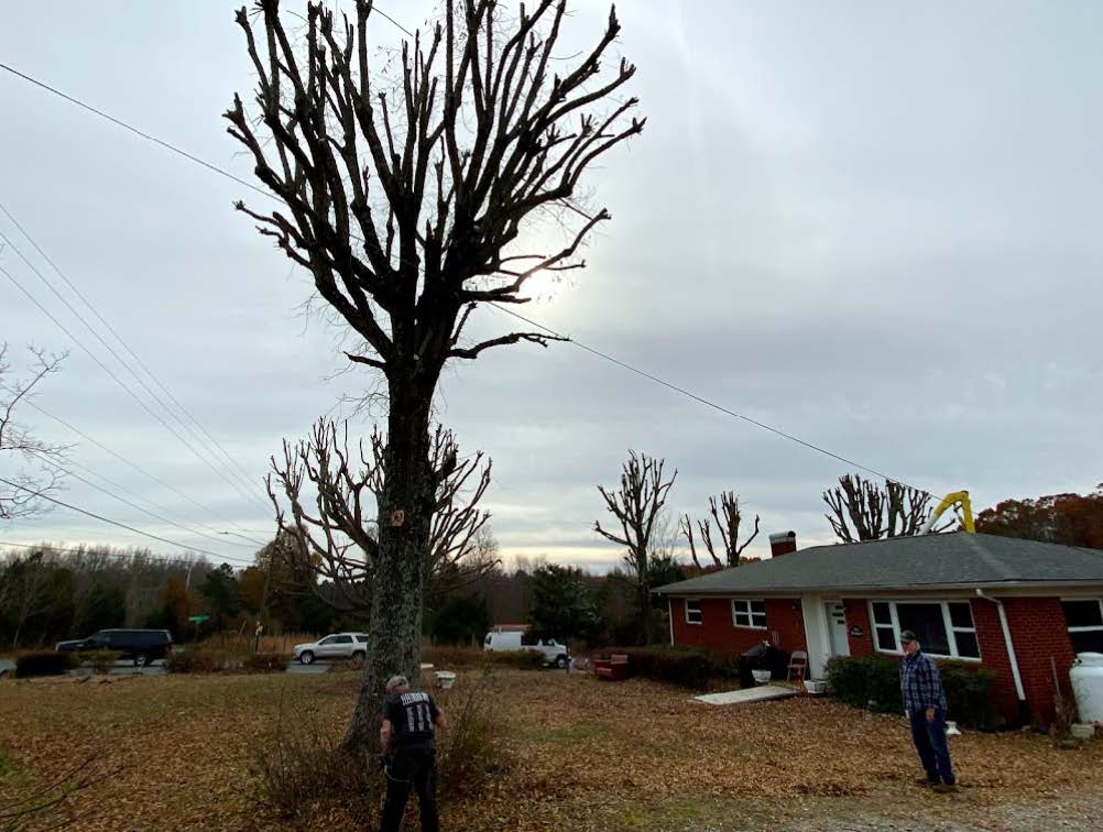 A man is standing next to a large tree in front of a house.