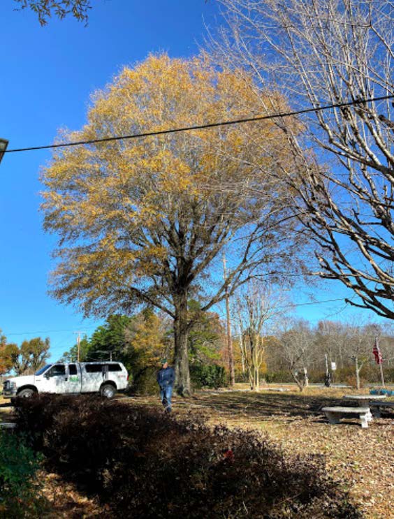 A white van is parked in front of a tree with yellow leaves.