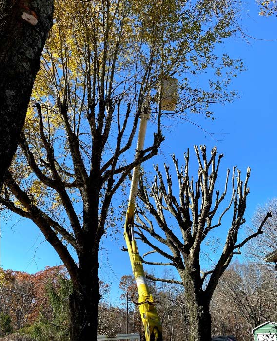 A yellow crane is cutting a tree with a blue sky in the background